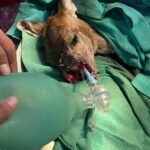 surgery-tatkal samchar-shimla news