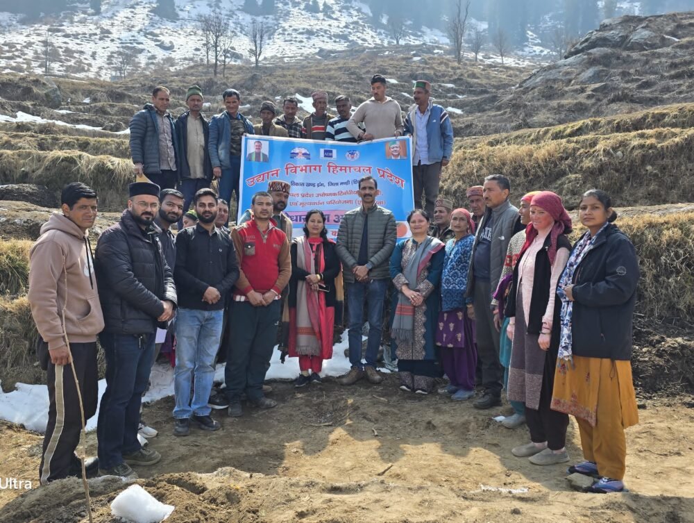 Mandi-Valley-Plantation-Mandi