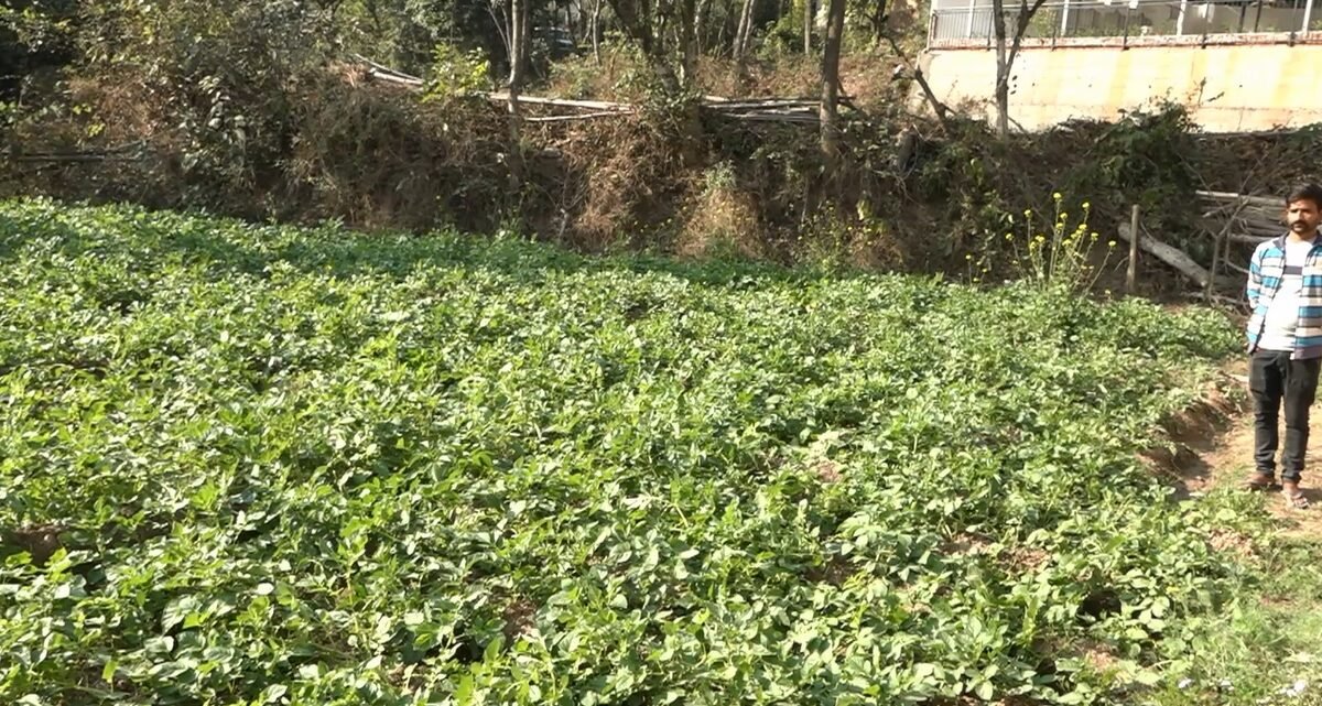 Natural-potato-farming-Hamirpur