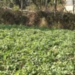 Natural-potato-farming-Hamirpur