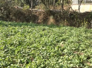 Natural-potato-farming-Hamirpur