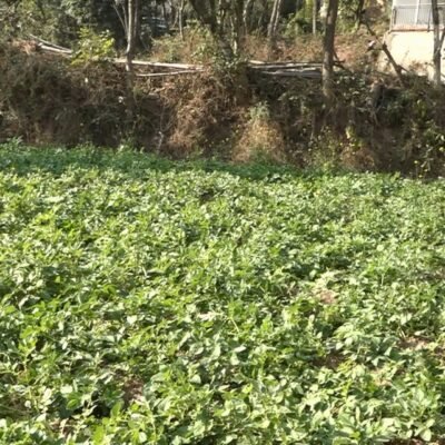 Natural-potato-farming-Hamirpur